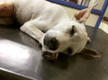 13509486_10201687490546119_854720945_o